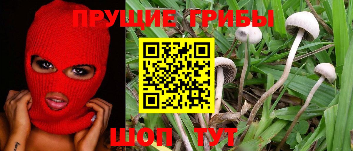 хочу   Вход с VPN  Великие Луки  Галлюциногенные грибы GOLDEN TEACHER 